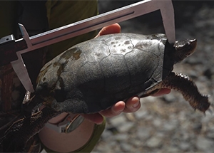 Biologist using calipers to measure a pond turtle