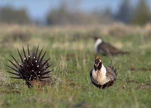 three sage grouse, one in full display