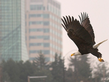 Urban bald eagle