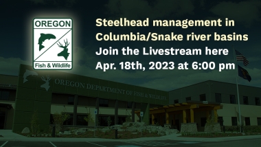 Steelhead management in Columbia/Snake river basins