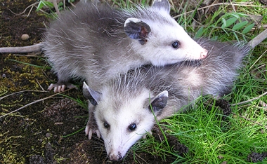 Opossum