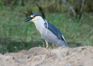 Black-crowned night heron
