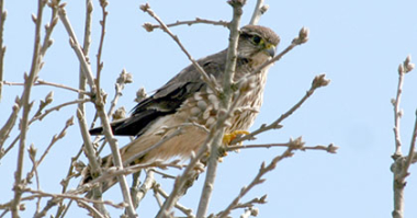 Prarie falcon