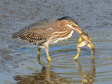 Green heron