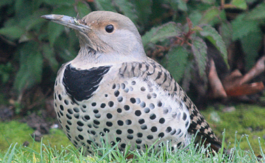 Northern flicker