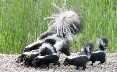 Striped skunk