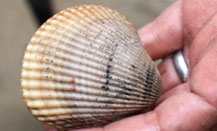 Cockle clam