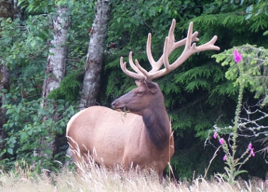 Elk in velvet
