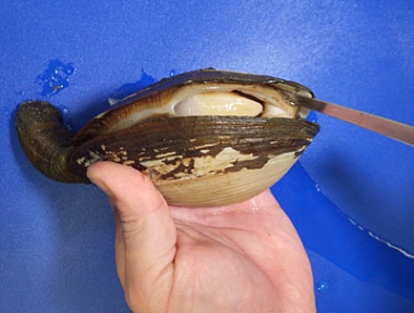 Gaper clam cleaning