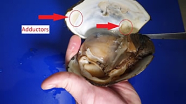 Gaper clam cleaning