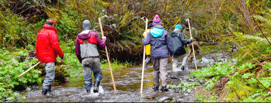 volunteers walking in stream looking for reds