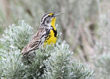 Western meadowlark with bight yellow chest/throat, singing in sage bush