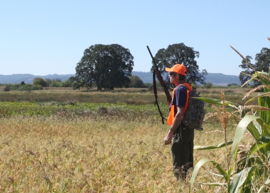 Hunter wearing orange hat and vest, carries shotgun muzzle up, edge of corn field