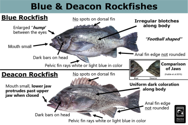 Blue & deacon rockfish