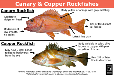 Canary & copper rockfishes