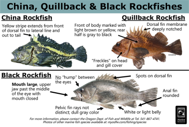 China, quillback & black rockfish
