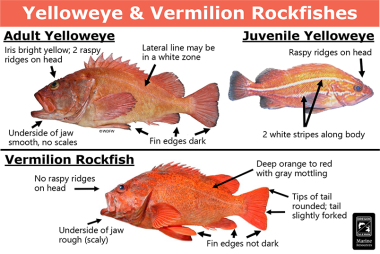 Yelloweye & vermillion rockfishes