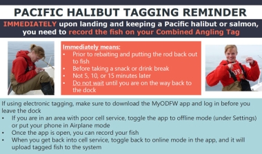 Pacific halibut tagging
