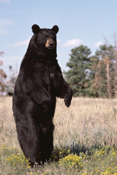 Black bear out standing in a grassy field.