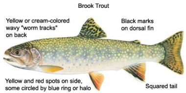 Brook Trout ID