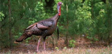 A tom turkey walking through a pine forest