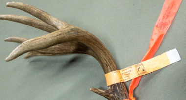 Tagged antler