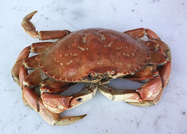 Dungeness Crab, Garibaldi