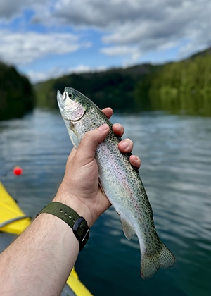 Rainbow trout, North Fork Reservoir