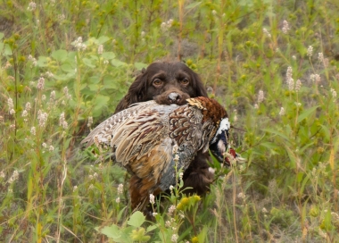 Brown dog in grassing field running toward camera with pheasant in mouth