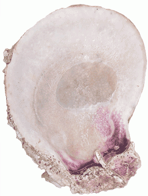 Rock scallop inside shell