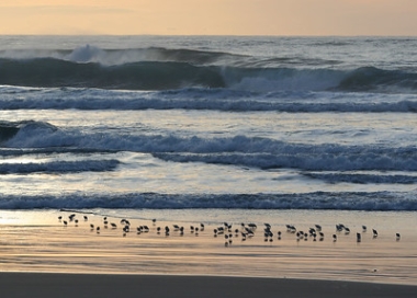 Sandpipers