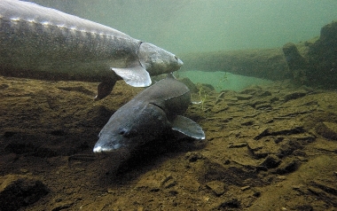 Underwater look at two large sturgeon swimming above gravel bottom
