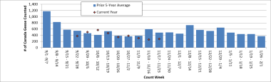 Summer Lake Canada Geese counts