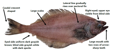 Arrowtooth flounder