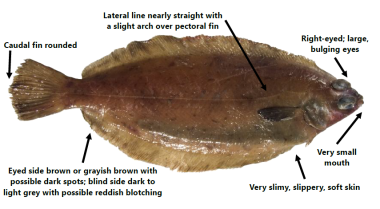 Dover sole