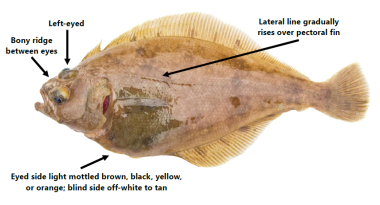 Pacific sanddab