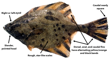 Starry flounder