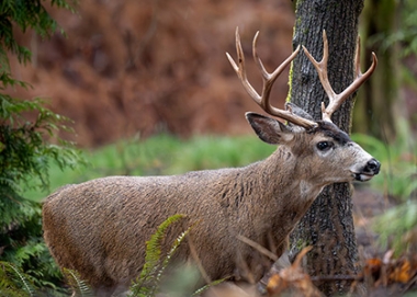 blacktail buck
