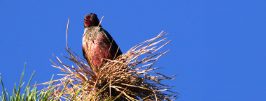 2024_lewis's_woodpecker_white_river_03_adam_baylor_odfw.jpg