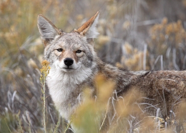 A coyote standing in the brush looks toward the camera.
