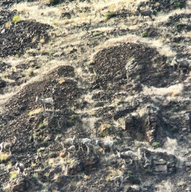 Deschutes River California bighorn sheep.jpeg