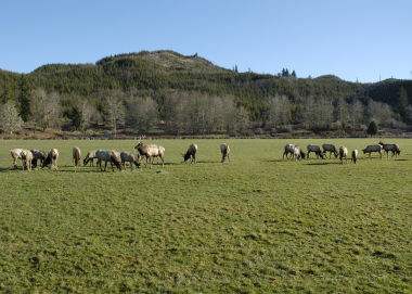 Elk grazing