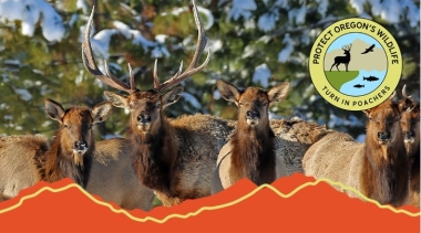 Elk herd anti poach