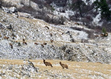 Elk herd Zumwalt