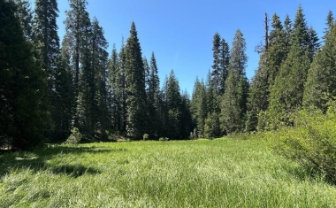 Forest thinning for SWAP species 1.jpeg