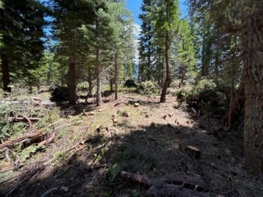 Forest thinning for SWAP species 2.jpeg