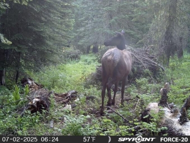 Forest thinning for SWAP species 3.jpeg