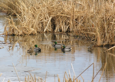 mallard ducks waterfowl