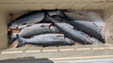OSP salmon seizure.jpeg