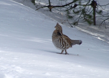 Ruffed grouse